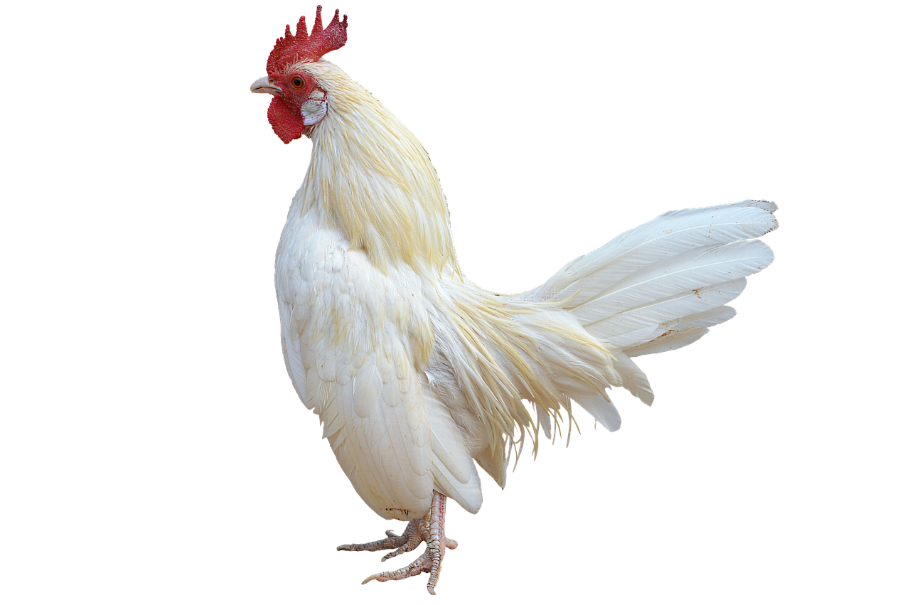 A white rooster with a red comb stands proudly with its tail feathers spread.