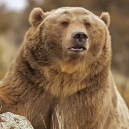 Man Bear photo
